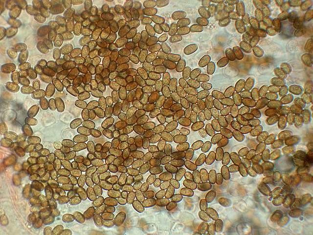 Caresta...penuria e tempi duri.....